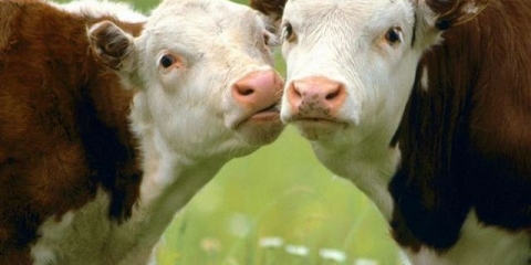 Koliko dugo krava nosi tele